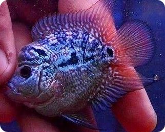Flowerhorn - Short Body Kamalau - 1-2 inch